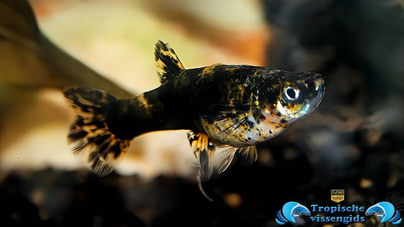 Zwartgevlekte tandkarper "auratus"