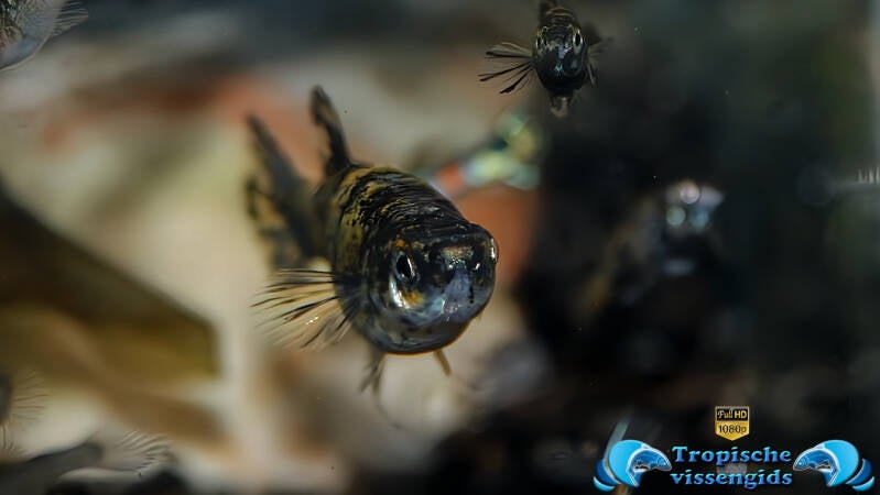 Phalloceros caudimaculatus reticulatus auratus