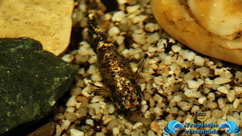 Phalloceros caudimaculatus reticulatus auratus