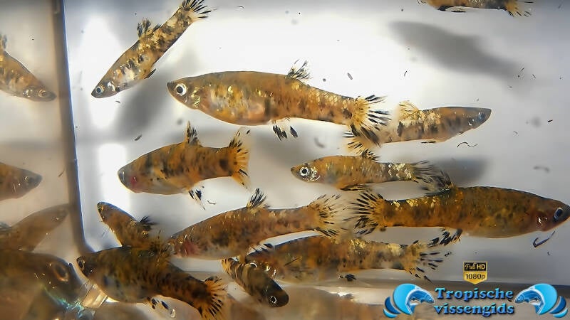 Phalloceros caudimaculatus reticulatus auratus