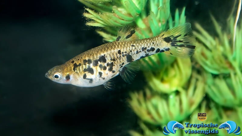 Zwartgevlekte tandkarper