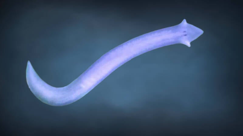 Planaria