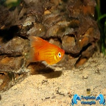 Xiphophorus maculatus