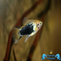 Xiphophorus maculatus