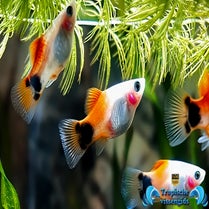Xiphophorus maculatus