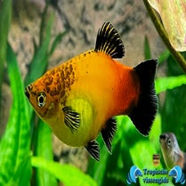 Xiphophorus maculatus