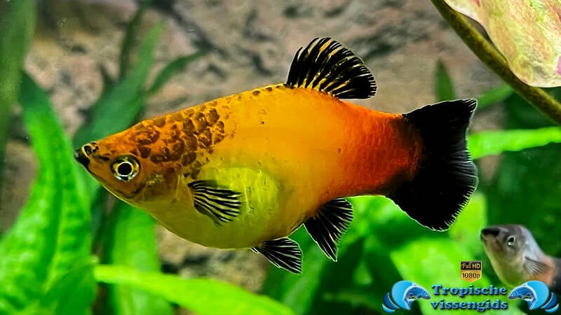 Platy
