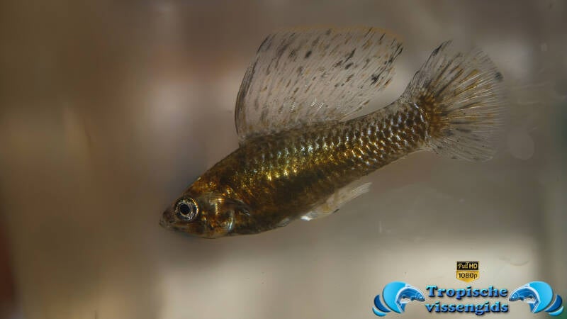 Poecilia latipinna (kweekvorm)