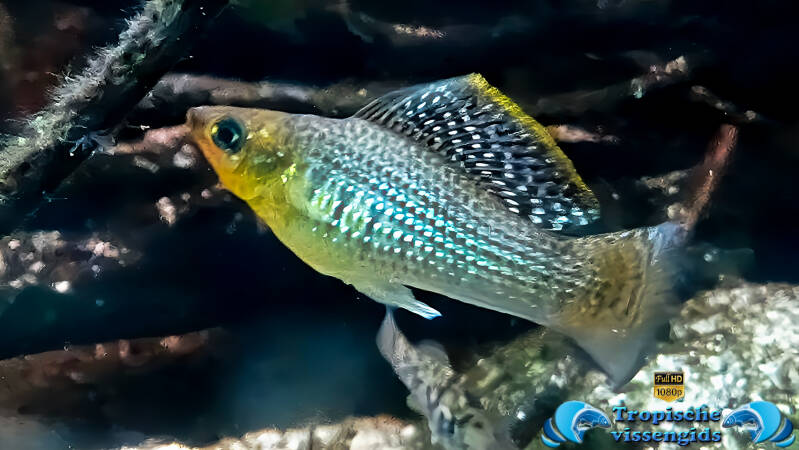 Poecilia latipinna mannetje