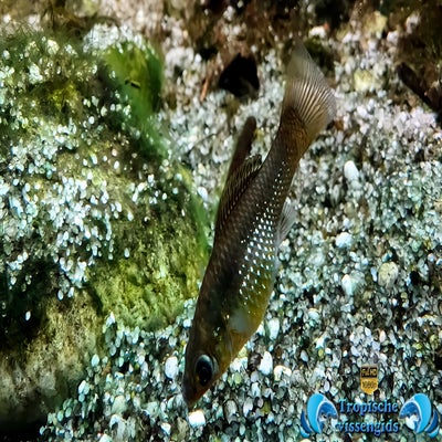 Poecilia latipinna vrouwtje