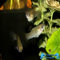 Poecilia salvatoris