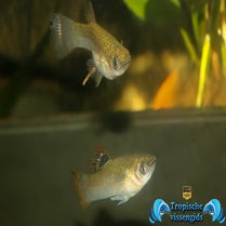 Poecilia salvatoris