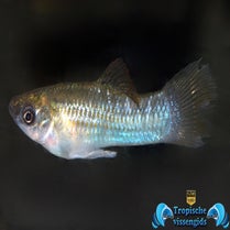 Poecilia salvatoris