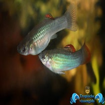 Poecilia salvatoris