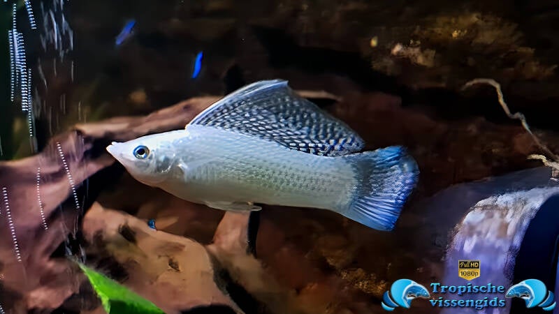 Poecilia velifera (kweekvorm)