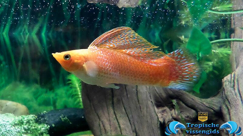 Poecilia velifera (kweekvorm)