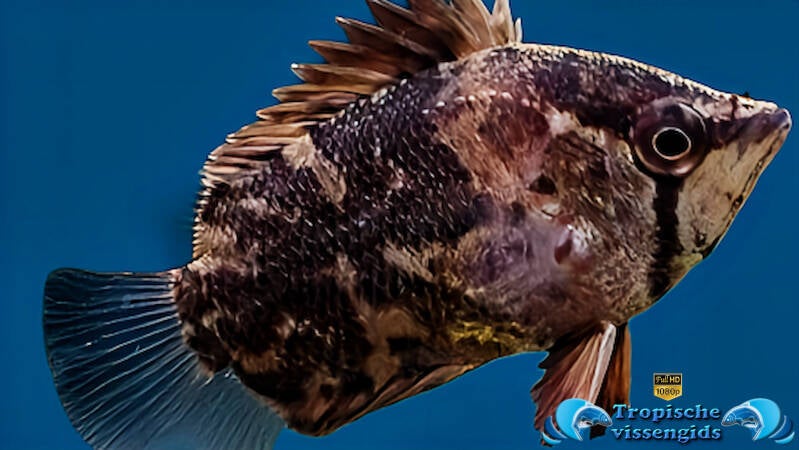 Polycentropsis abbreviata