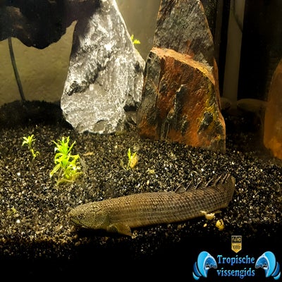 Polypterus senegalus