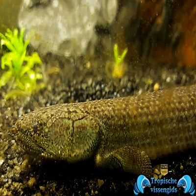 Polypterus senegalus