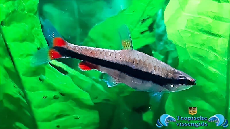 Nannostomus beckfordi