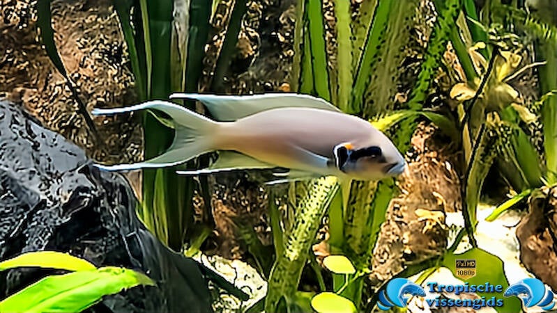 Neolamprologus brichardi