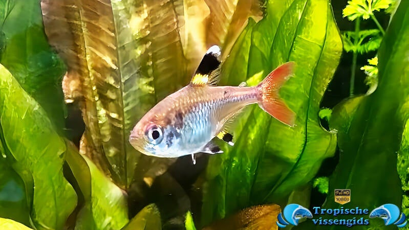 Pristella tetra