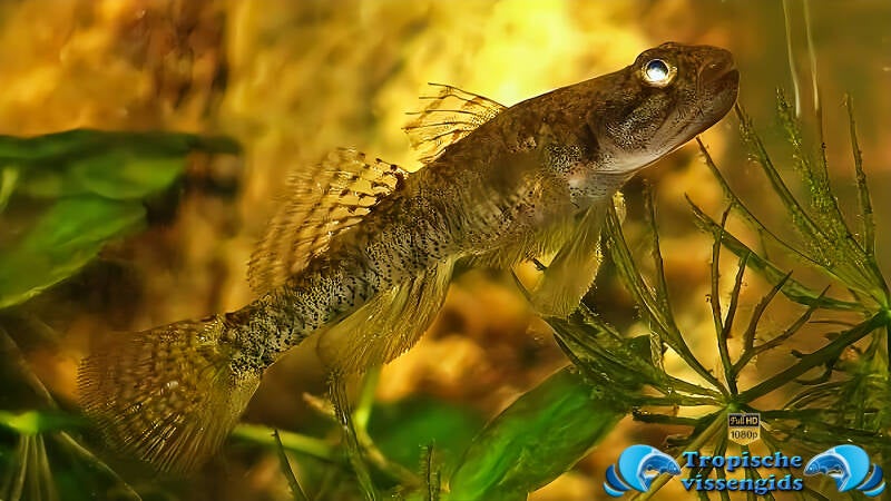 Pseudogobiopsis oligactis