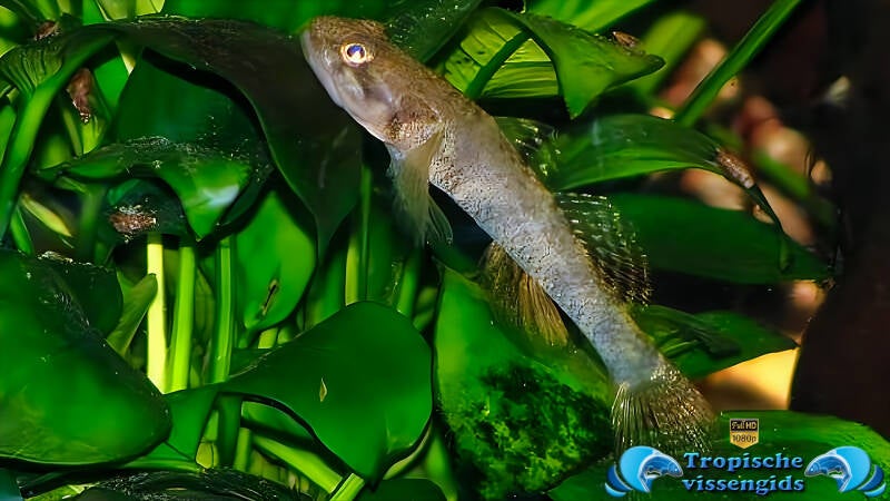 Pseudogobiopsis oligactis