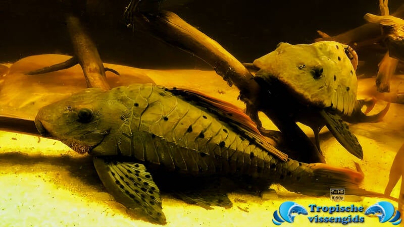 Pseudorinelepis genibarbis (L095)