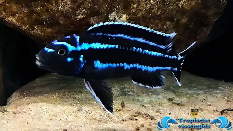 Pseudotropheus cyaneorhabdos