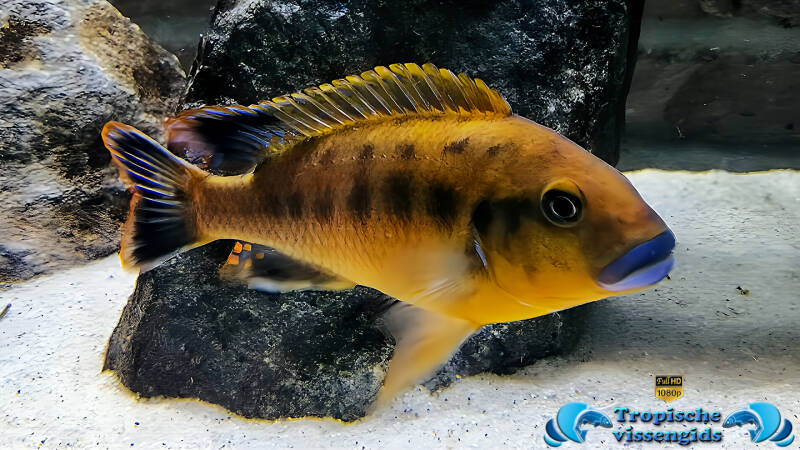Pseudotropheus williamsi "Blue Lips"