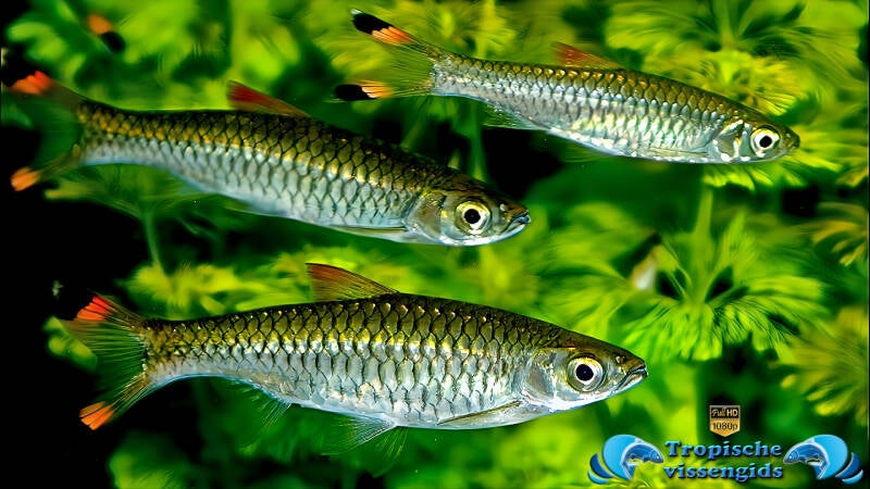 Rasbora caudimaculata
