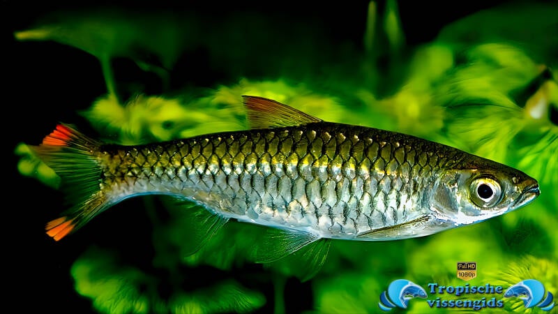 Rasbora caudimaculata
