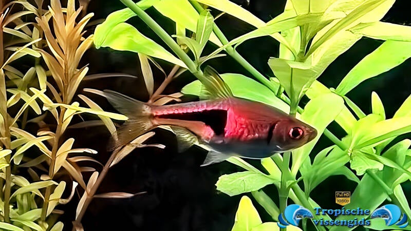 Trigonostigma hengeli