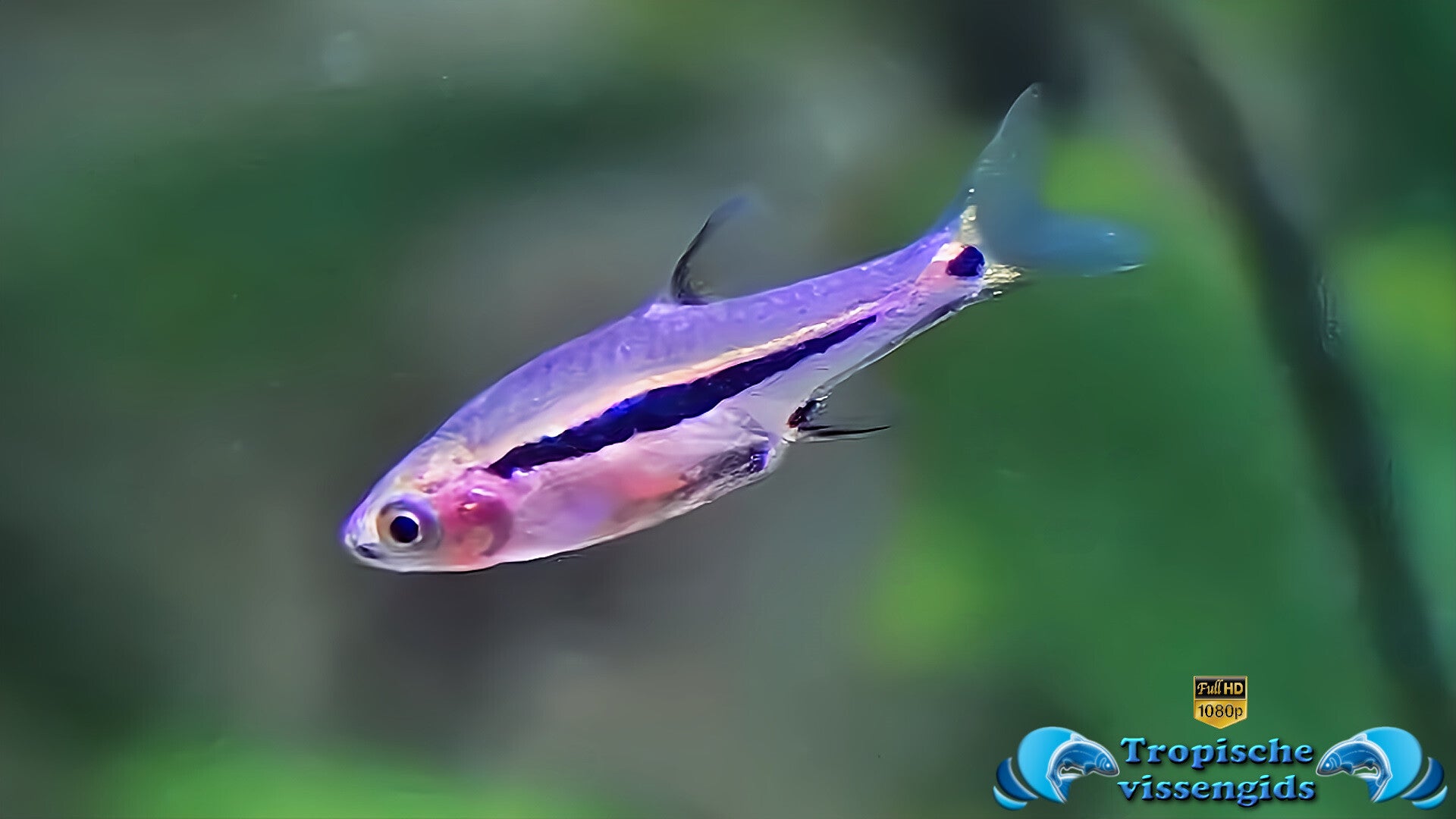 Glasrasbora