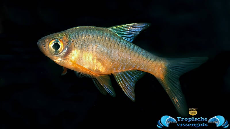 Rasboroides vaterifloris