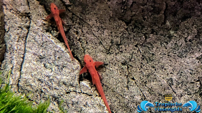 Rineloricaria sp. Red (L010a)