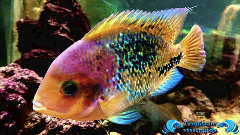 Rocio octofasciata