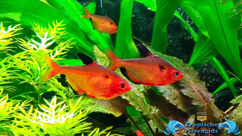 Megalamphodus eques