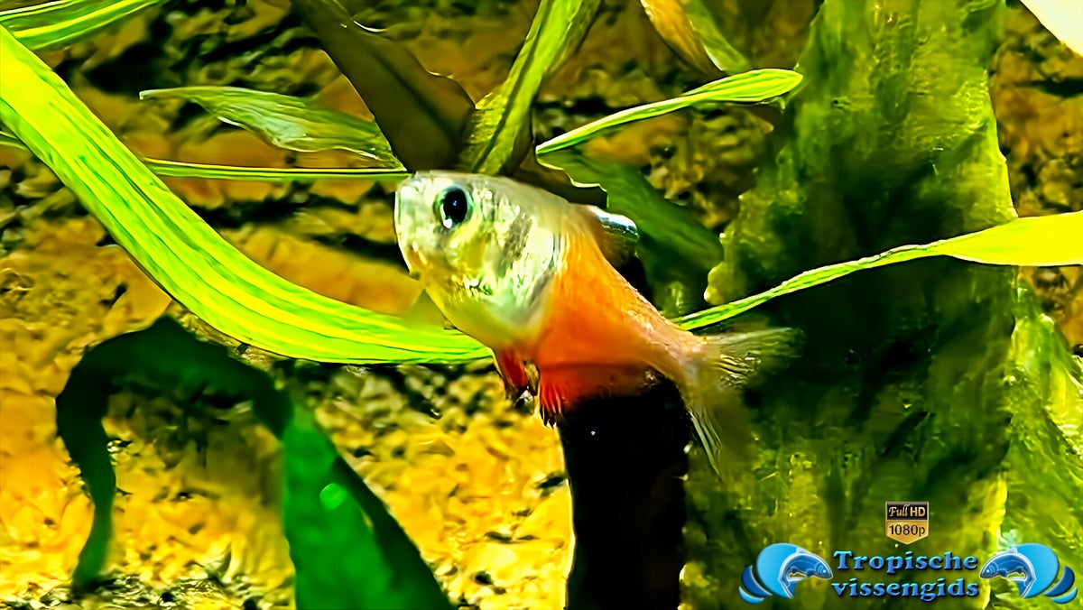 Rode rio - Hyphessobrycon flammeus - Tropischevissengids