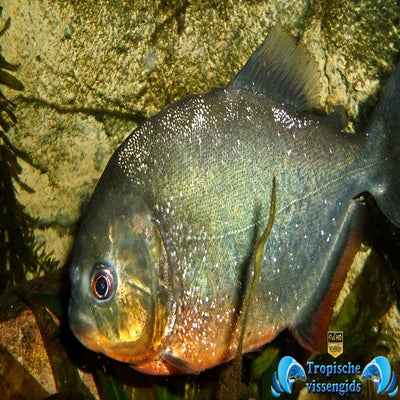 Pygocentrus nattereri