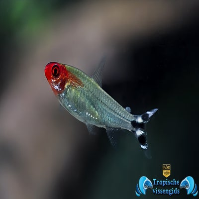 Hemigrammus rhodostomus