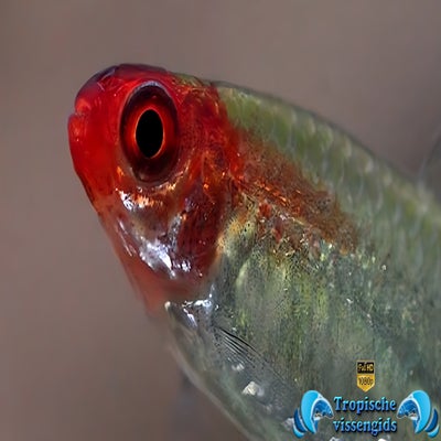 Hemigrammus rhodostomus