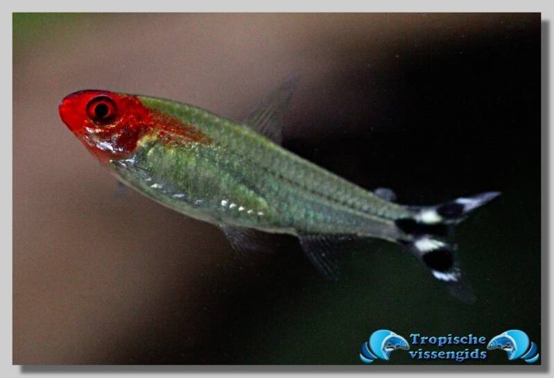 Hemigrammus rhodostomus