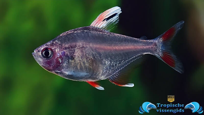 Roze tetra