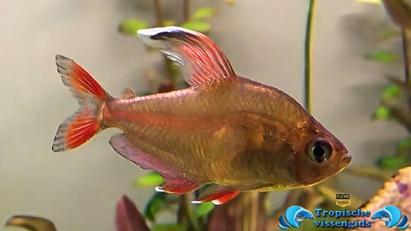 Megalamphodus rosaceus