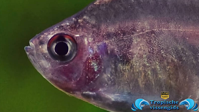 Megalamphodus rosaceus