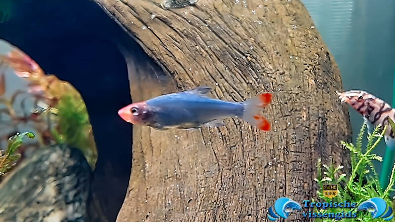 Naakte rasbora