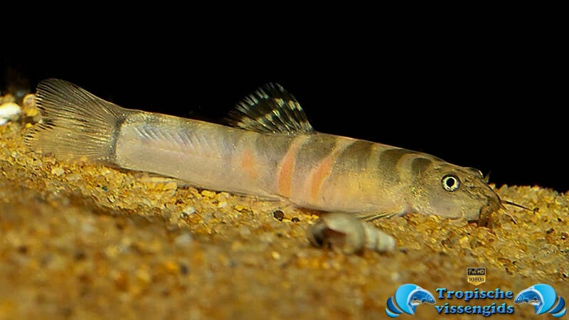 Schistura (cf.) balteata