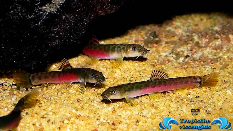 Schistura (cf.) balteata